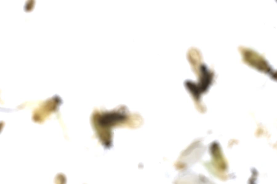 Image 100